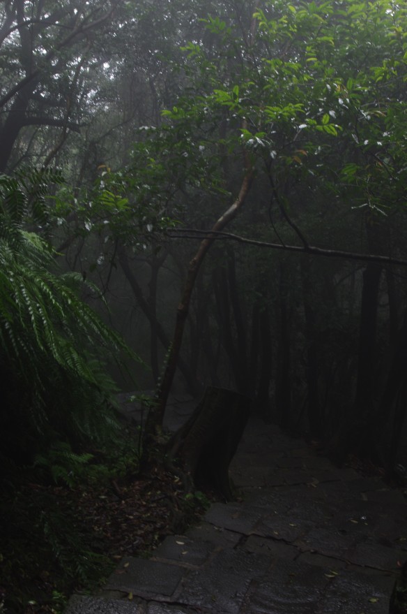 Damp and misty paths on Seven Stars Mountain 七星山