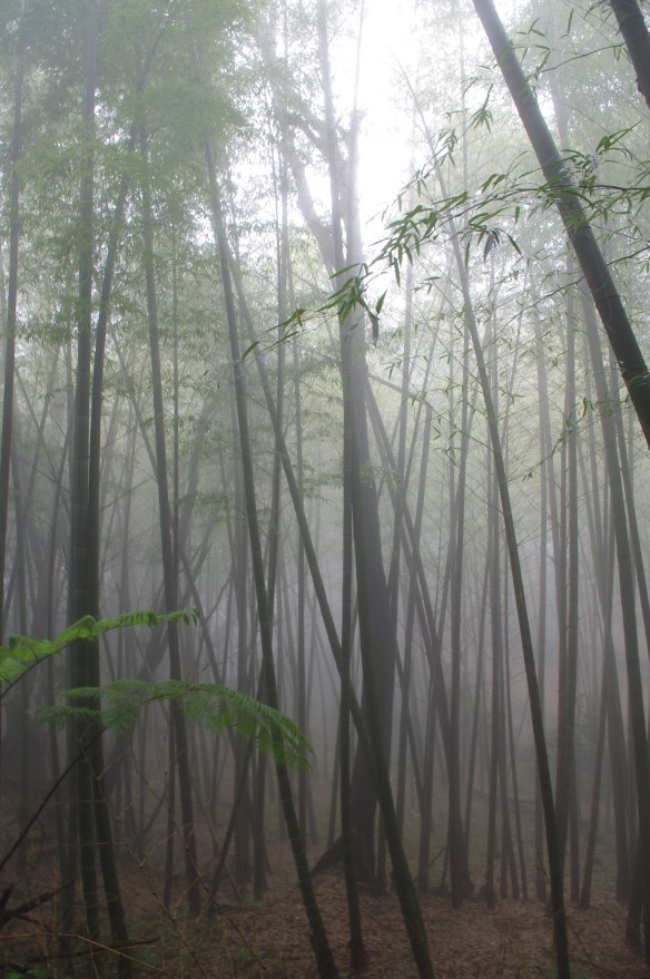 Mist and bamboo, Yangmingshan 陽明山
