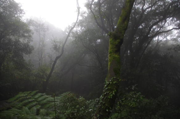 Cloudy forest, Yangmingshan